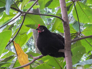 Black chicken taking rest in a tree