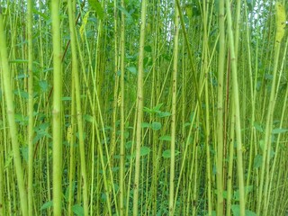 Obraz na płótnie Canvas Closeup image of green jute garden. Jute agriculture in Assam, India