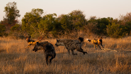 Naklejka na ściany i meble African wild dog and spotted hyena interacting.