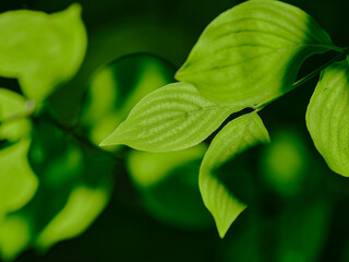 Green leaves and sunlight outside in the forest