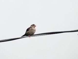 A sparrow sitting on an electric wire