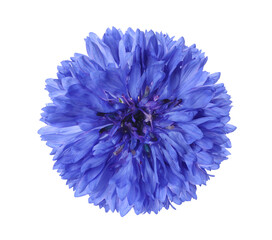 Beautiful tender blue cornflower isolated on white