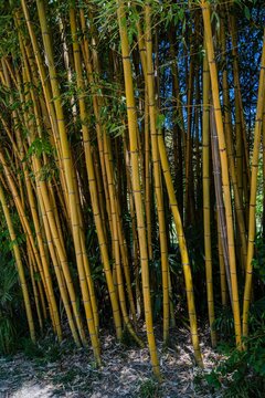 Thickets of evergreen graceful golden bamboo plants Phyllostachys aureosulcata in Adler arboretum "Southern Cultures". Thick trunks of golden bamboo grow along walkways of arboretum