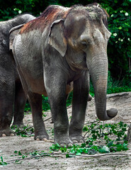 Fototapeta premium Asian elephant eats twigs. Latin name - Elephas maximus