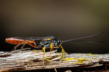 Ichneumon wasp on bark.