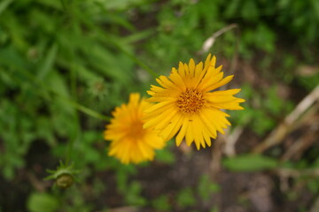 Полевые цветы