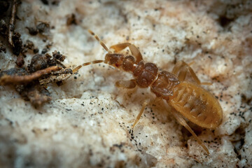 Unique-headed bug on stone