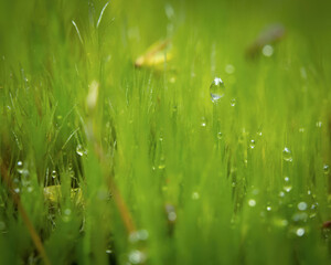 Closeup of dew on moss