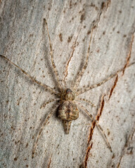 Two-tailed spider on a tree