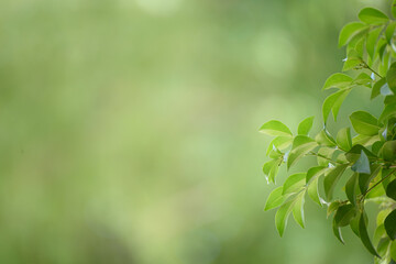 Obraz premium Green leaf for nature on blurred background,