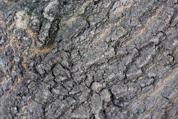Photo of Tree Bark Tree Texture Background Pattern, Close-up