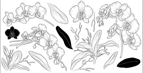 Set of hand drawn flower orchid and leaves. Isolated vector. Black outline plant on white background.
