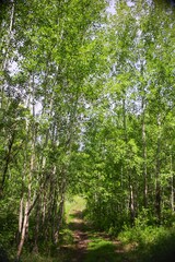 green forest in the morning