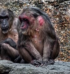 Stump-tailed macaque on the stone. Latin name - Macaca arctoides