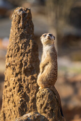 The meerkat stands on the sand and watches the surroundings. The background is blurred by photographic technique.