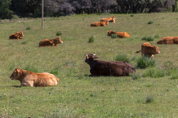 View of cows lying in grass pasture, beef cattle, spanish farmland