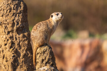 The meerkat stands on the sand and watches the surroundings. A mosquito flies under a meerkat. The background is blurred by photographic technique.