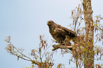 Impressive buzzard, buteo buteo, just landed on a branch in the spring with copy space. Dominant...