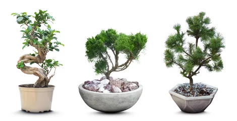  Set with different beautiful bonsai trees on white background. Banner design © New Africa