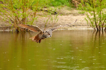 Wild Eagle Owl, the bird of prey flies with spread wings over a green lake.Sandy beach with grass in the background