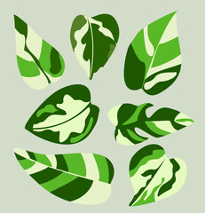 Vector set monstera leaves to nature decoration leaves.