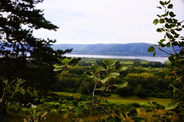 landscape with trees and mountains