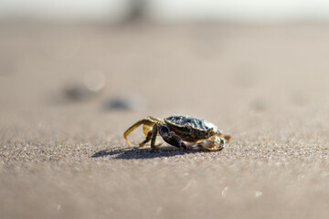 Crab walking along the Dutch coast (Kijkduin, The Hague, The Netherlands)