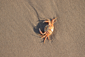 A deceased crab lying in the sand at the Dutch shore (Kijkduin, The Hague)