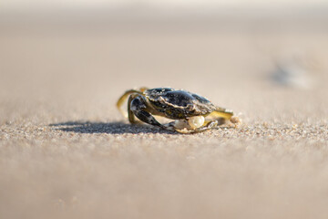 Crab walking along the Dutch coast (Kijkduin, The Hague, The Netherlands)