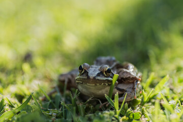 little brown grass frog sitting in the grass and looking to the camera