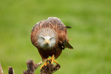 Red kite, bird of prey portrait. The bird sits on a stump, looks straight into the camera