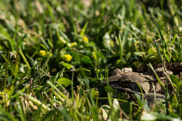 little brown grass frog is hiding in green grass