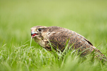 Close-up of a buzzard bird of prey head, beak open, Sits in the grass with blood in its beak