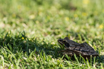 little brown grass frog sitting in the grass view from the side