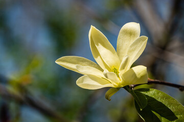 Fototapeta premium Beautifully flowering magnolia bush with large yellow flowers on spreading branches. Close-up. Large petals of flowers against blurred background of greenery and blue veneer sky. Selective focus.