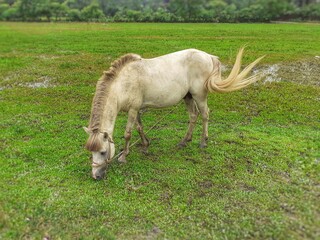 White horse eating green grass in the field 