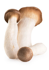 Eryngii mushroom isolated on white background.