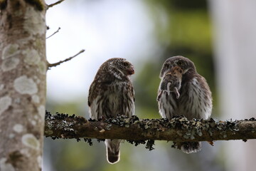 young Eurasian pygmy owl  is fed Swabian Jura Germany