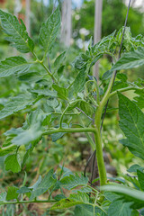 Tomato plant with flower brush