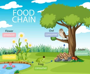 Food chain diagram concept on forest background © blueringmedia