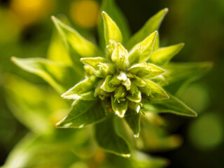 small prickly flowers in the garden