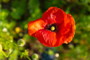 Fototapeta premium in the field a bright poppy after the rain