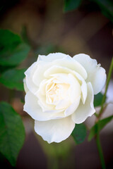 Blooming beautiful bright flowers white aroma rose in the botanic garden Saint Petersburg, Russia