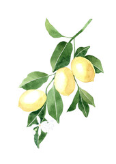 Watercolor lemon tree branch with leaves, flowers and fruit illustration. Hand drawn isolated on white background.