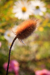 Beautiful  flowers brown teasel or dipsacus fullonum in the botanic garden Saint Petersburg, Russia
