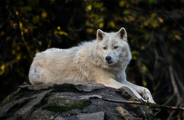 Obraz premium Arctic wolf on the rock. Latin name - Canis lupus arctos