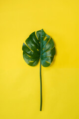 isolated green monstera huge leaf, trendy summer design