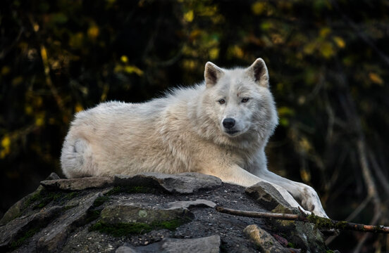 Arctic wolf on the rock. Latin name - Canis lupus arctos