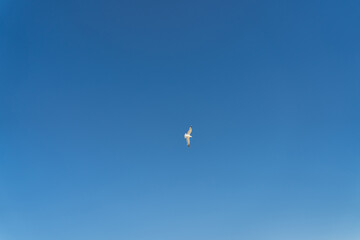 Flying seagull against a blue sky