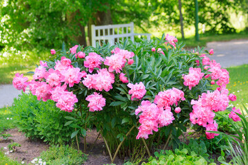 Large beautiful colorful fragrant pink peony flower bush near the alley with benches in the garden...